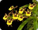 Oncidium croesus